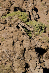 Canary Islands juniper Juniperus cedrus. Las Nieves Natural Park. La Palma. Canary Islands. Spain.