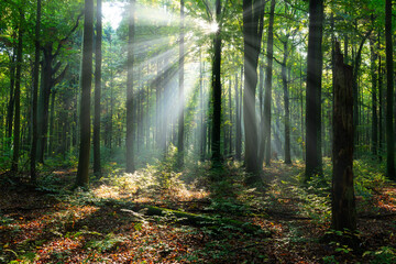 Belle matinée ensoleillée dans la forêt verte