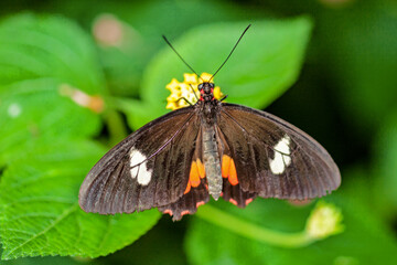 Fototapeta na wymiar Papillon Heliconius erato sur une feuille
