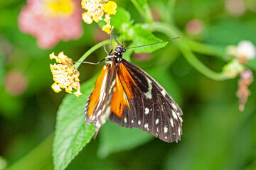 Papillon Heliconius hecale sur une fleur	