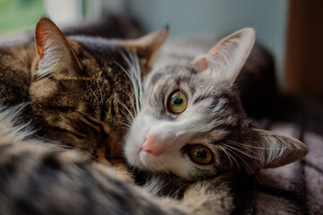 portrait of a cat