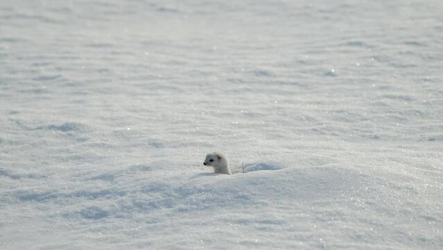 Charming the worlds smallest predator white weasel in snow in winter. 4K footage slow motion. Young stoat in its natural habitat. Curious animal was spotted in wild.