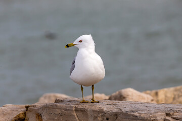 The ring-billed gull (Larus delawarensis) on the shores of Lake Michigan