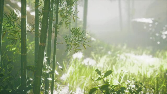 bamboo trunks and sunlight shines through the walls of the plant and fog