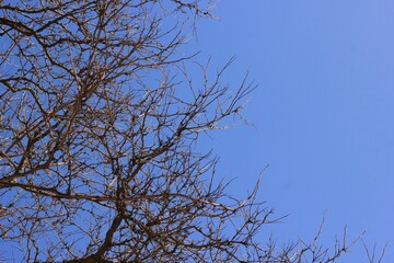 branches against blue sky