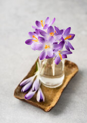 Spring flower arrangement with purple crocus flowers in glass vase. Home interior and decor idea concept. Copy space.