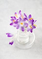 Beautiful small bouquet of purple crocus flowers in glass vase for home decor. Minimal floral concept and minimalism aesthetic. Copy space.