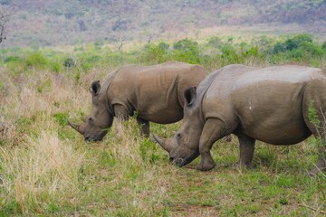 Rhino friends, walking together 