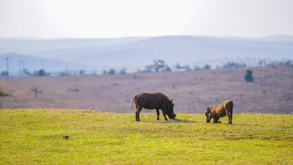 Warthog over the valley 