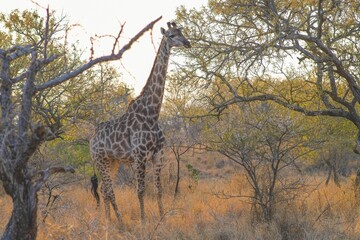 Giraffe amongst trees