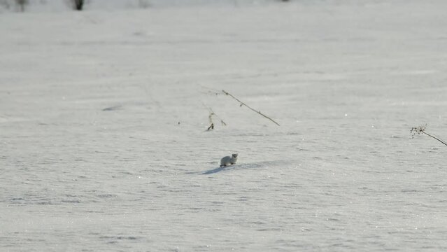 Charming the worlds smallest predator white weasel in snow in winter. 4K footage slow motion. Young stoat in its natural habitat. Curious animal was spotted in wild.