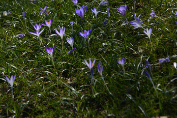 Beautiful spring background with close-up of a group of blooming purple crocus flowers on a meadow in Europe