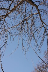 branches against blue sky