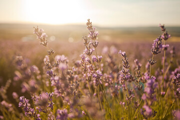 Beautiful image of lavender fields. Summer sunset landscape