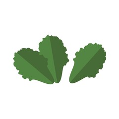 Salad leaves healthy food vector object isolated