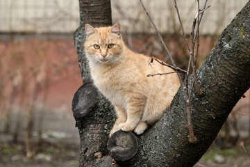 A ginger cat sitting on a tree looking down