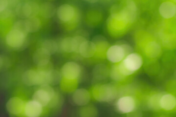 Plakat Blurred bokeh background image of bright green foliage in spring or summer.