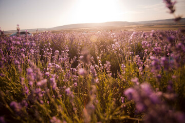 Fototapeta premium Beautiful image of lavender fields. Summer sunset landscape