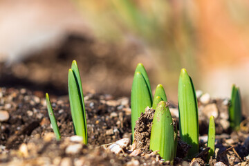 Young spring shoots are a new life.