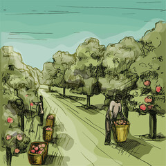 Woman and man harvesting the apple in garden. Hatching vintage