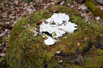 Ein weißer Saftporling - Diesen Baumpilz findet man an alten bemoosten Fichtenstämmen