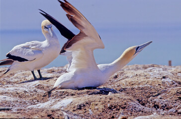 Australasian gannet