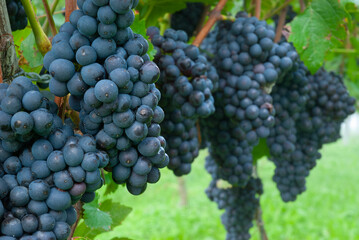 Weintrauben Reben Sonnenblumen