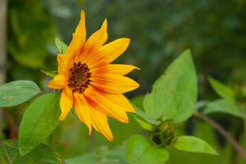 Weintrauben Reben Sonnenblumen