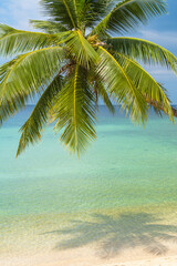 Beautiful tropical beach with coconut palm tree on white sand with ocean view , Thailand