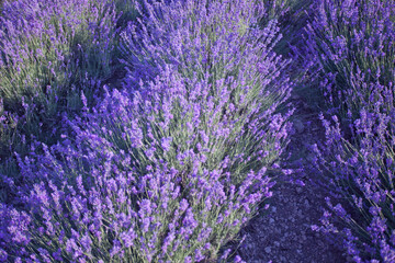 Obraz premium Beautiful image of lavender fields. Summer sunset landscape