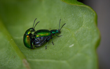 Käfer, Isekt  im Gras close-up