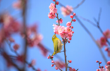 梅の木の枝にとまっているメジロ