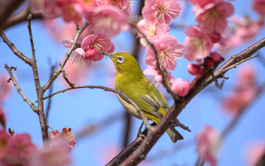 梅の木の枝にとまっているメジロ