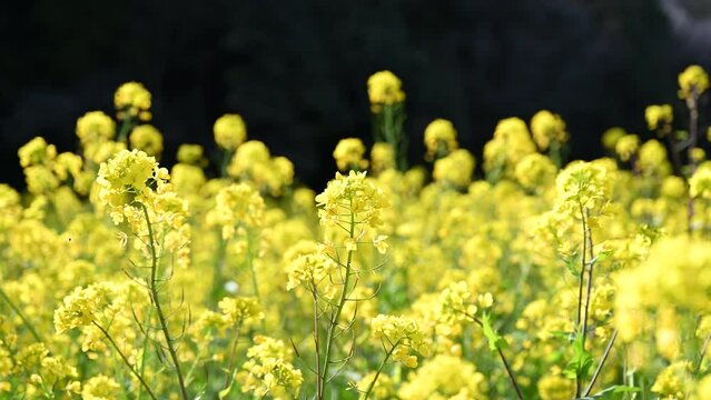 Video of a field of rape blossoms in full bloom, easy to use as a background	