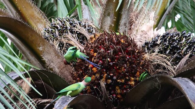 Nature wildlife blue-naped parrot bird eating fruit on the palm tree