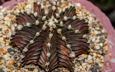 Gymnocalycium friedrichii cactus with rusty color. Closeup of Gymnocalycium friedrichii cactus