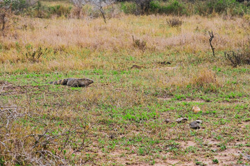 Iguana or legovaan in the grass
