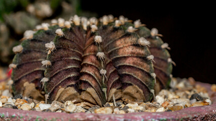 Gymnocalycium friedrichii cactus with rusty color. Closeup of Gymnocalycium friedrichii cactus