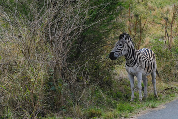 Fototapeta na wymiar Zebra by the road