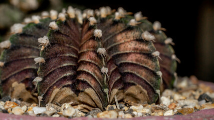 Gymnocalycium friedrichii cactus with rusty color. Closeup of Gymnocalycium friedrichii cactus