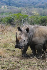 Rhino in the bush