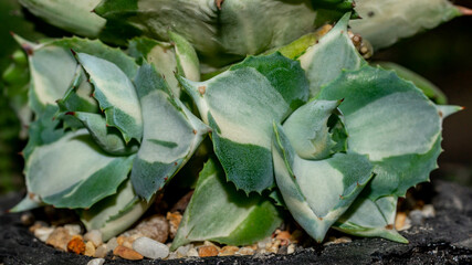 Agave Ohiraijin mediopicta alba oe dwarf butterfly agave. Beautiful succulent plant