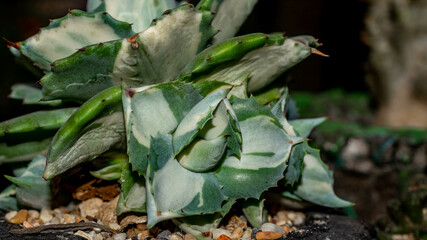 Agave Ohiraijin mediopicta alba oe dwarf butterfly agave. Beautiful succulent plant