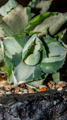 Agave Ohiraijin mediopicta alba oe dwarf butterfly agave. Beautiful succulent plant