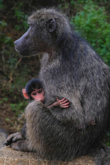 Baby holds mother baboon