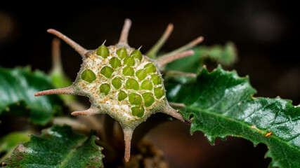 Dorstenia foetida flower as reproductive structure. Star-shaped succulent flower