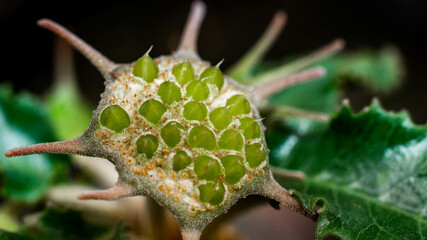 Dorstenia foetida flower as reproductive structure. Star-shaped succulent flower