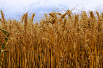 Agricultural landscape, close up wide golden wheat growing on the field and blue sky, farmland, Bulgaria