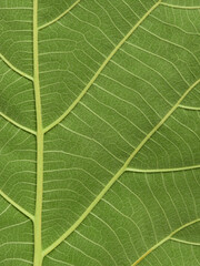 close up vein of green teak leaf texture