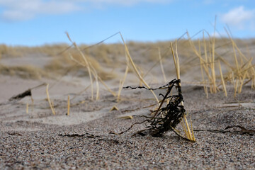 Suche glony na trawie, plaża, pustynia, piach